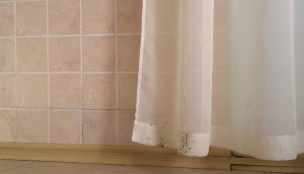 Mold Removal for HVAC Installations in Mogul, NV